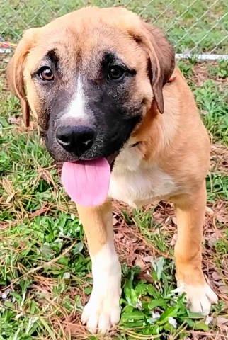 Enlarge Kai, a ADOPTABLE mixed breed in Chelmsford, MA image 2/5