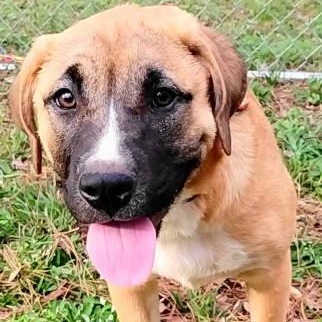 Enlarge Kai, an adopted mixed breed in Chelmsford, MA image 1/5