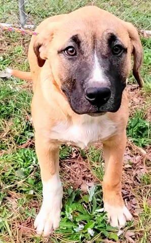 Enlarge Kai, a ADOPTABLE mixed breed in Chelmsford, MA image 3/5