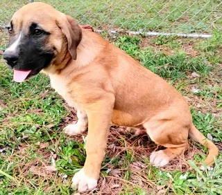 Enlarge Kai, a ADOPTABLE mixed breed in Chelmsford, MA image 5/5