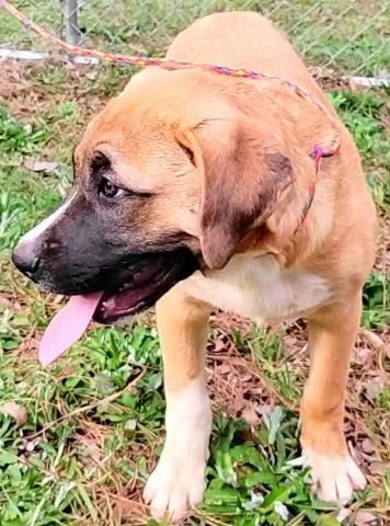 Enlarge Kai, a ADOPTABLE mixed breed in Chelmsford, MA image 4/5