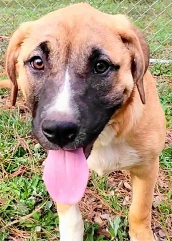 Enlarge Kai, a ADOPTABLE mixed breed in Chelmsford, MA image 1/5