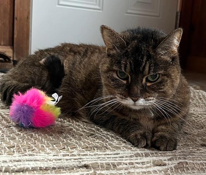 Jade, ADOPTABLE, Senior Female Tabby & Calico.