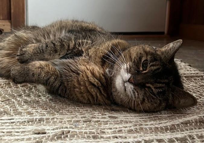 Enlarge Jade, a ADOPTABLE mixed breed in Indianapolis, IN image 3/4