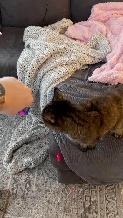 Enlarge Jade, a ADOPTABLE mixed breed in Indianapolis, IN video 4/4