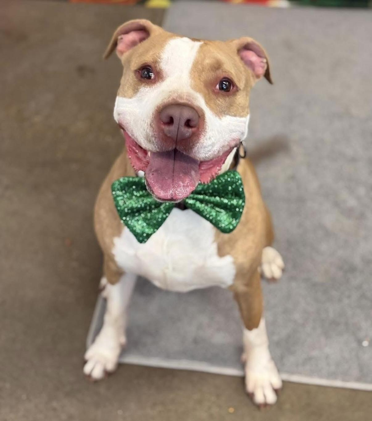 Enlarge Jackson, a ADOPTABLE mixed breed in Cleveland, OH image 1/6