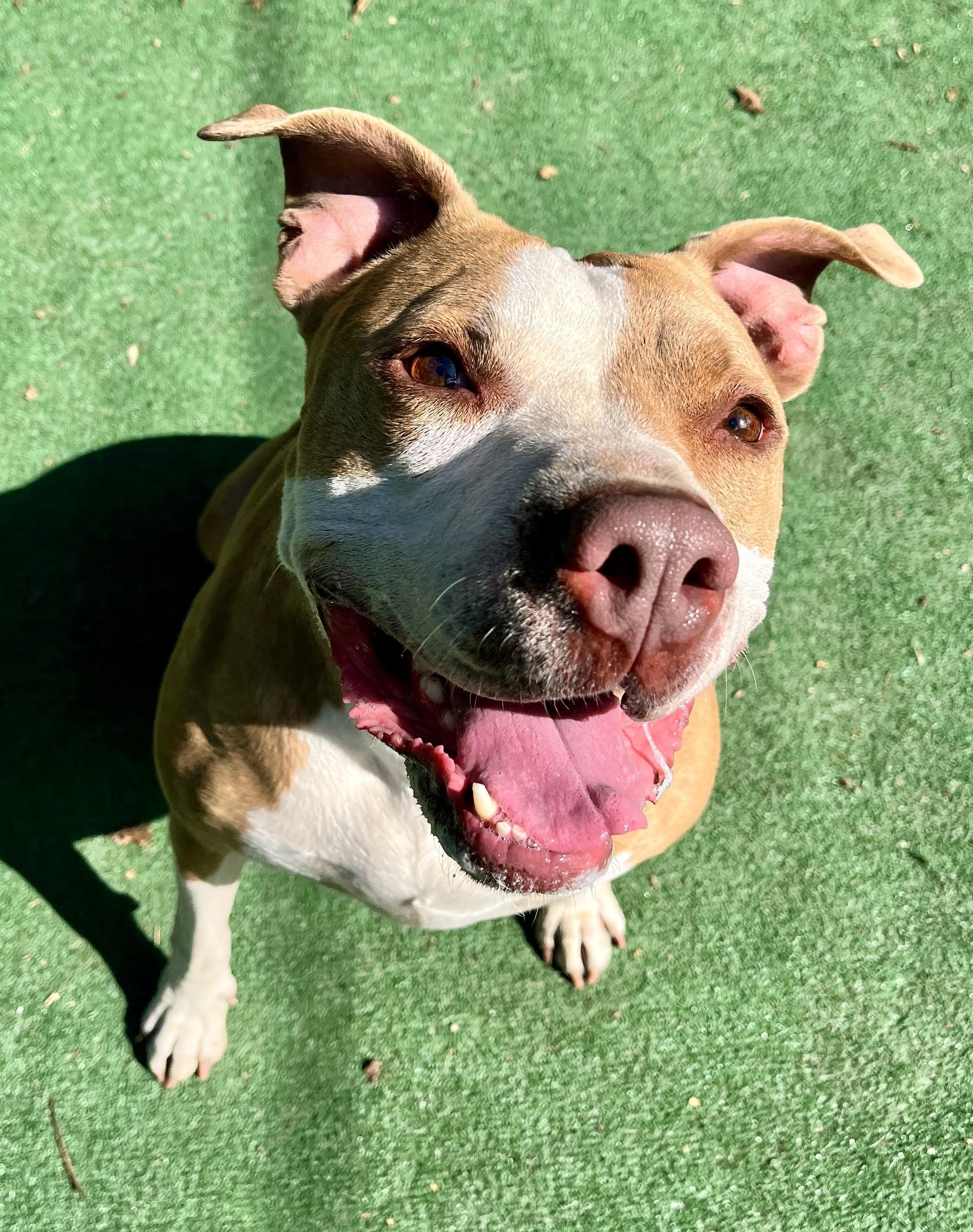 Jackson, a ADOPTABLE mixed breed in Cleveland, OH image 2/6