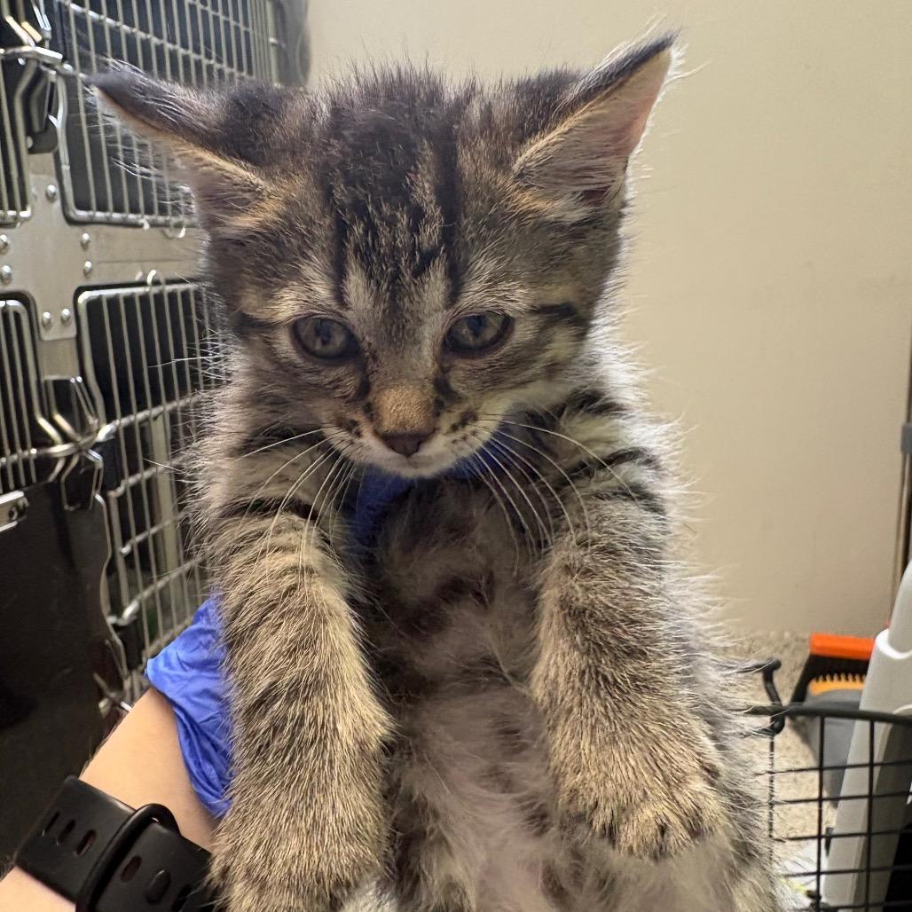 Enlarge Tassel, a Adoptable Domestic Short Hair in Oak Park, IL image 2/2