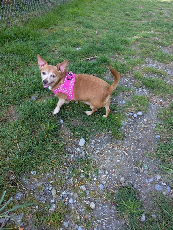 Chester *bonded To Linus*, Adoptable, Senior Male Chihuahua & Dachshund.