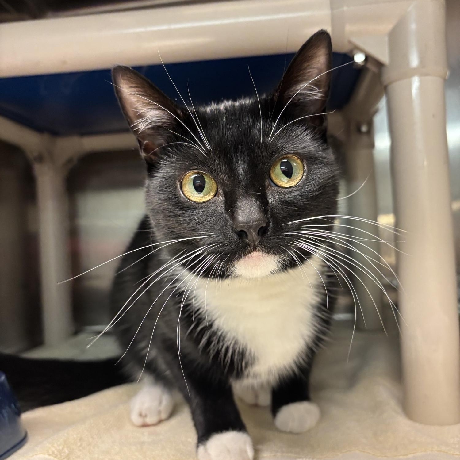 Enlarge Pippi CH-275/26, a Adoptable Domestic Short Hair in Burlington, ON image 1/2