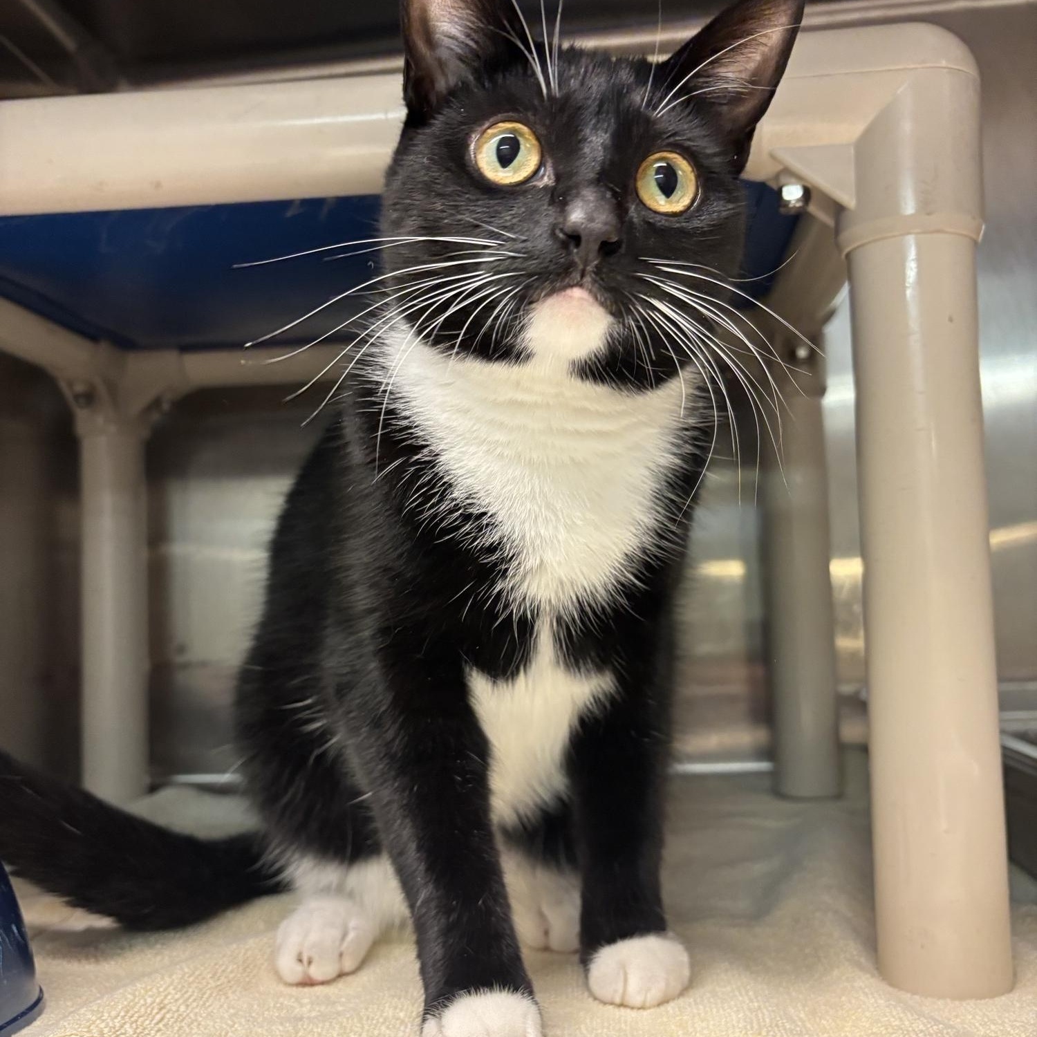 Enlarge Pippi CH-275/26, a Adoptable Domestic Short Hair in Burlington, ON image 2/2