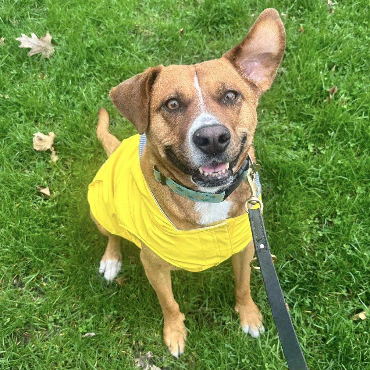 Enlarge Felice, a Adoptable mixed breed in Toronto, ON image 1/6