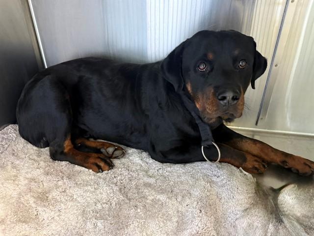 Enlarge BO, a Adoptable Rottweiler in Agoura, CA image 1/1