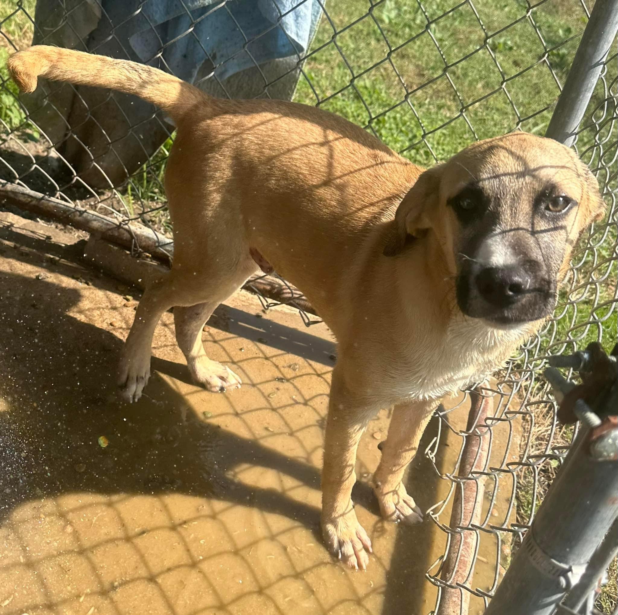 Enlarge Rocky II, a Adoptable German Shepherd Dog in Bruce, MS image 1/1