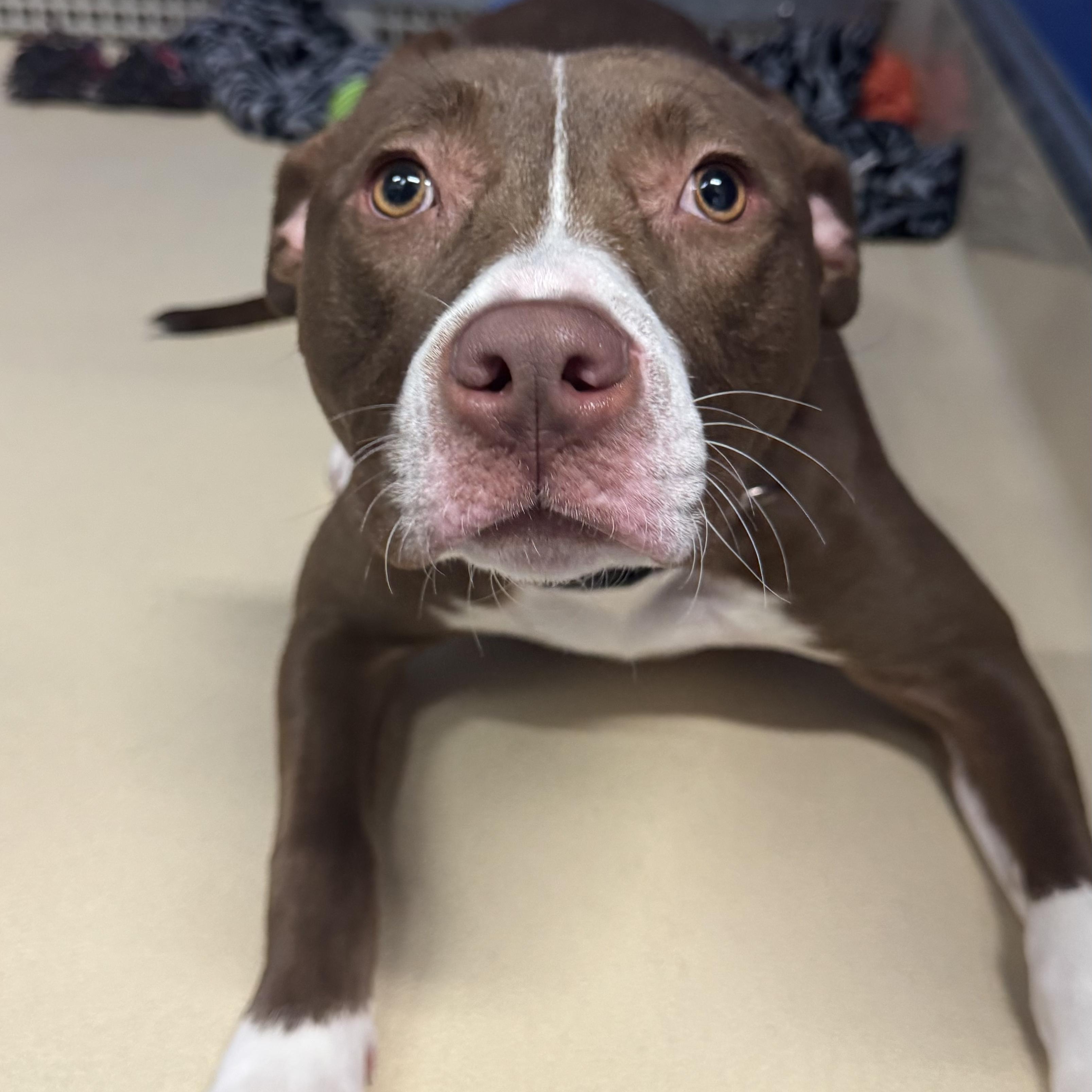 Enlarge Joon, a ADOPTABLE Pit Bull Terrier in Fall River, MA image 4/5