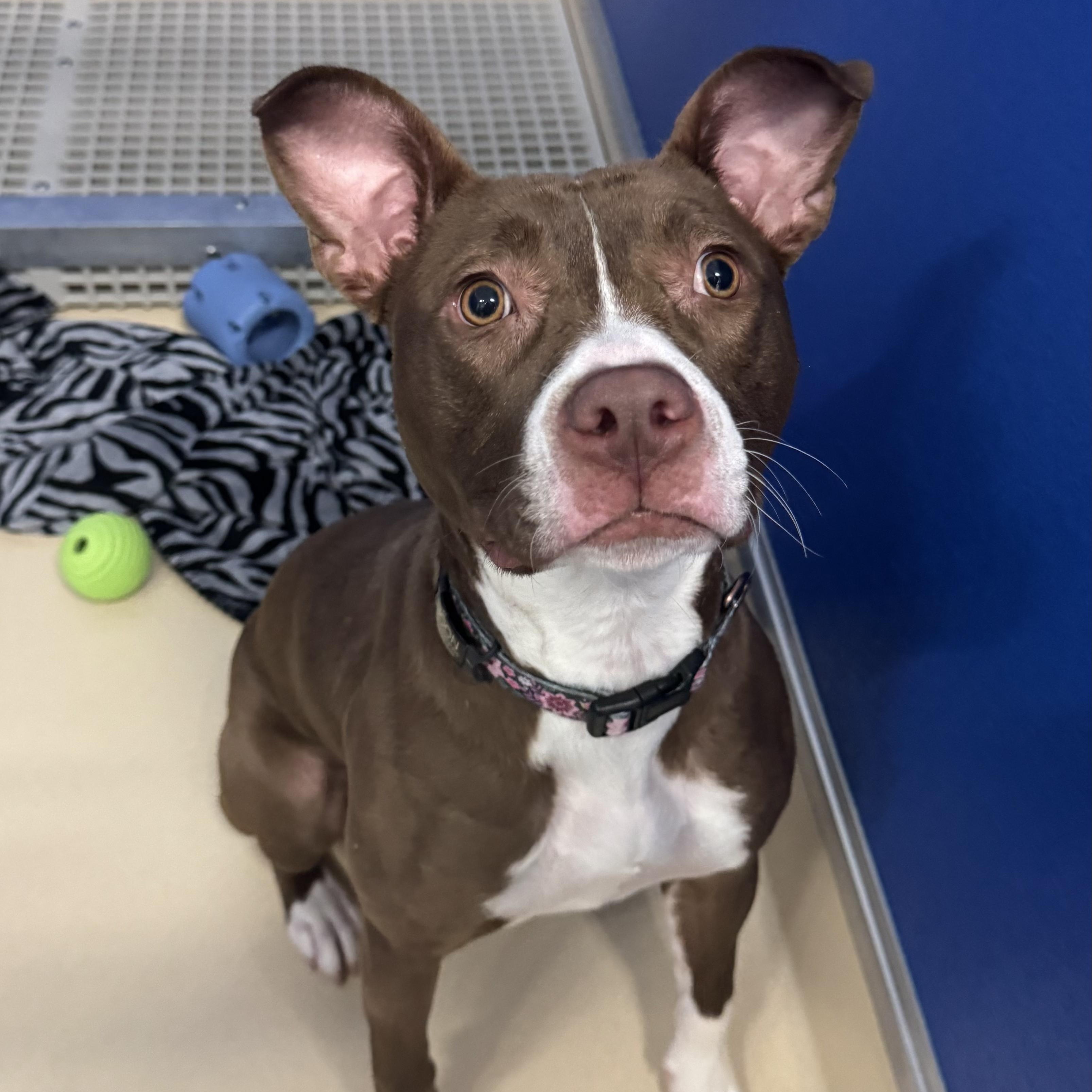 Enlarge Joon, a ADOPTABLE Pit Bull Terrier in Fall River, MA image 1/5