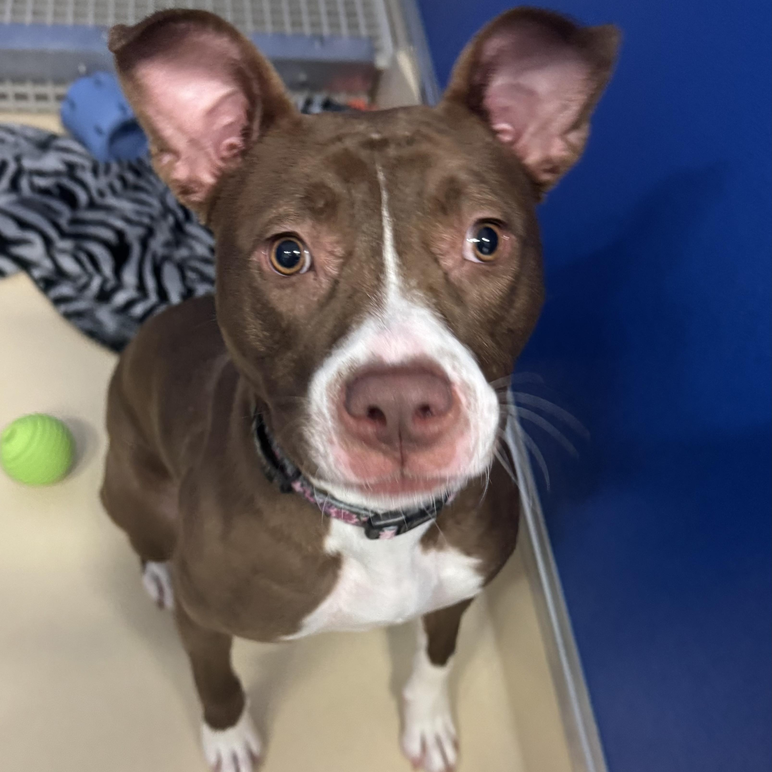 Enlarge Joon, a ADOPTABLE Pit Bull Terrier in Fall River, MA image 2/5