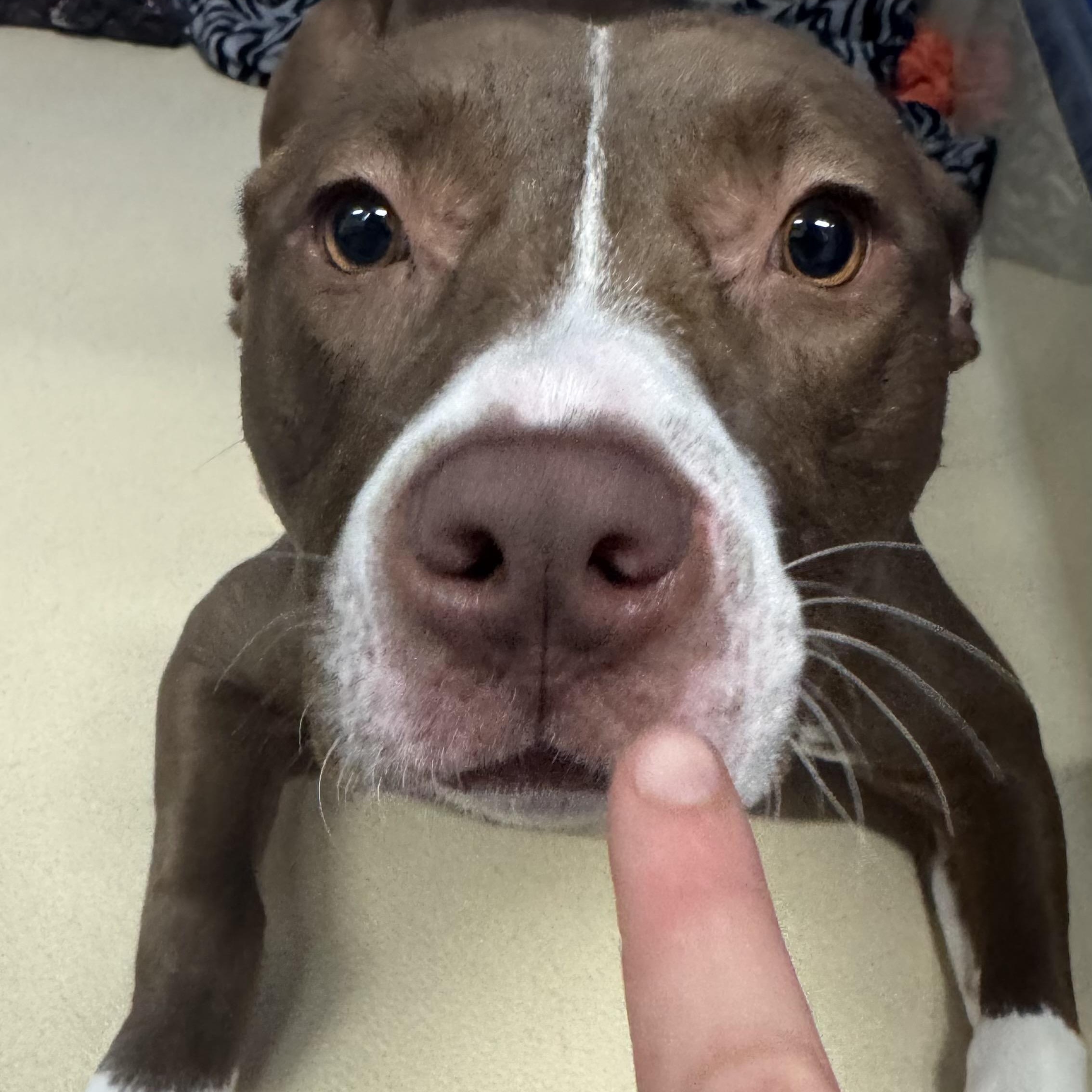 Enlarge Joon, a ADOPTABLE Pit Bull Terrier in Fall River, MA image 5/5