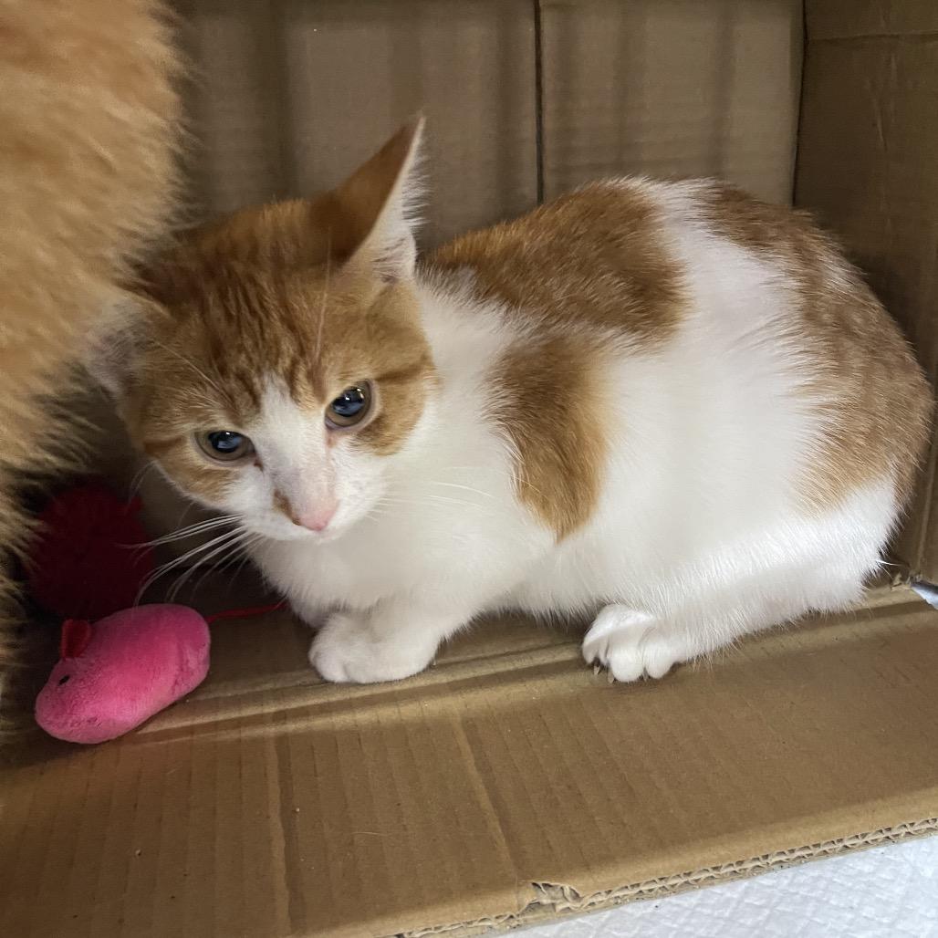 Enlarge Odelia, a Adoptable Domestic Short Hair in Corbin, KY image 1/1