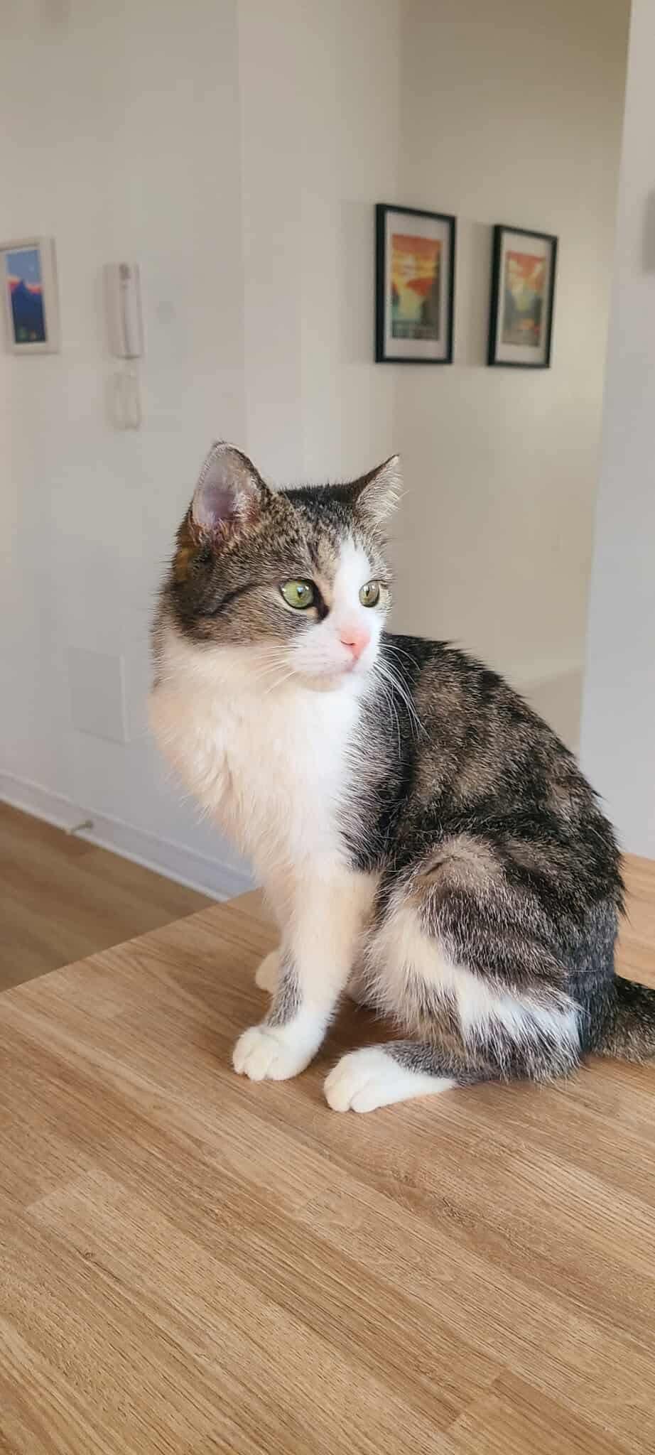 Coco, a Adoptable Domestic Short Hair in Terrebonne, QC image 4/6