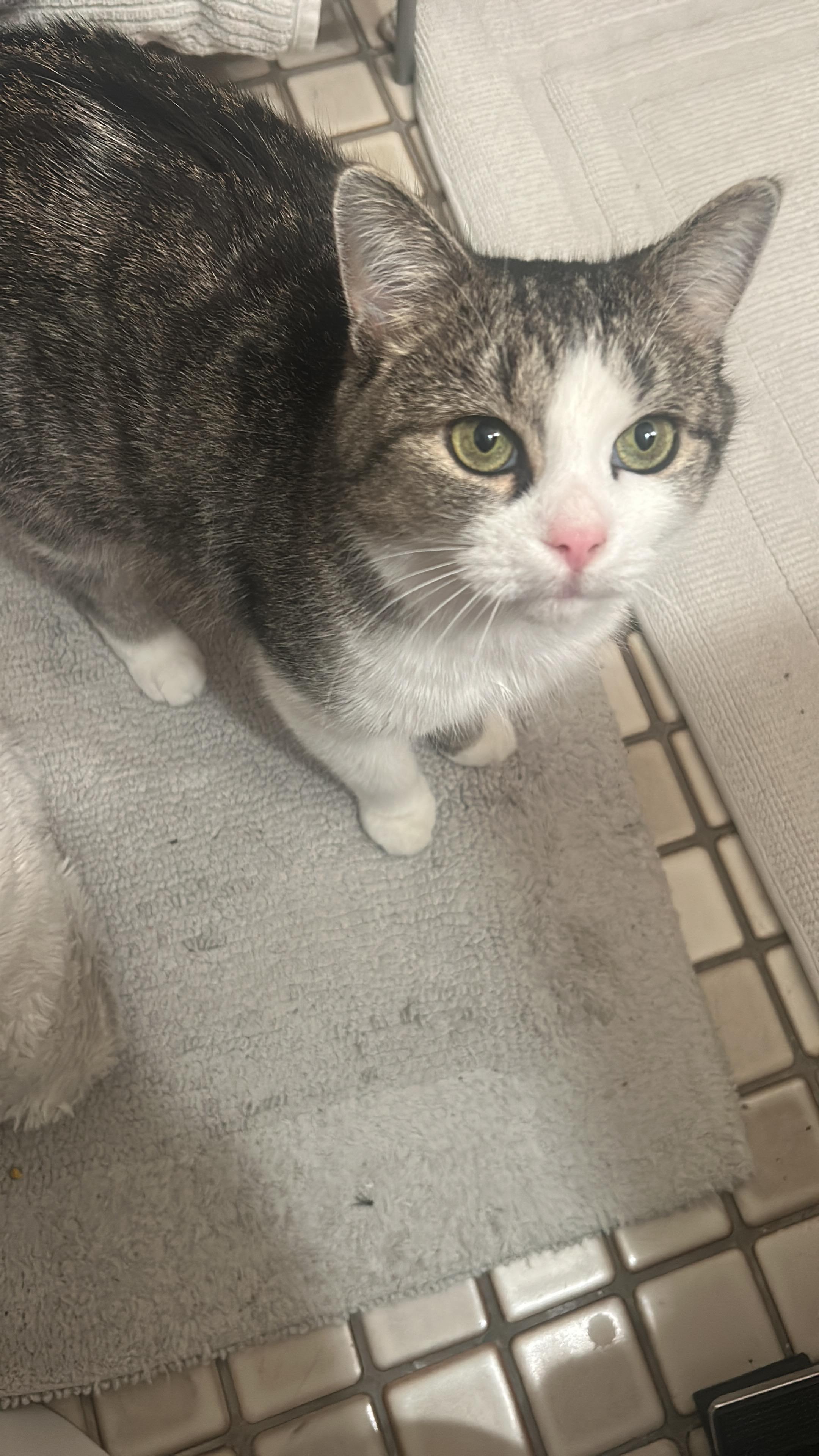 Coco, a Adoptable Domestic Short Hair in Terrebonne, QC image 6/6