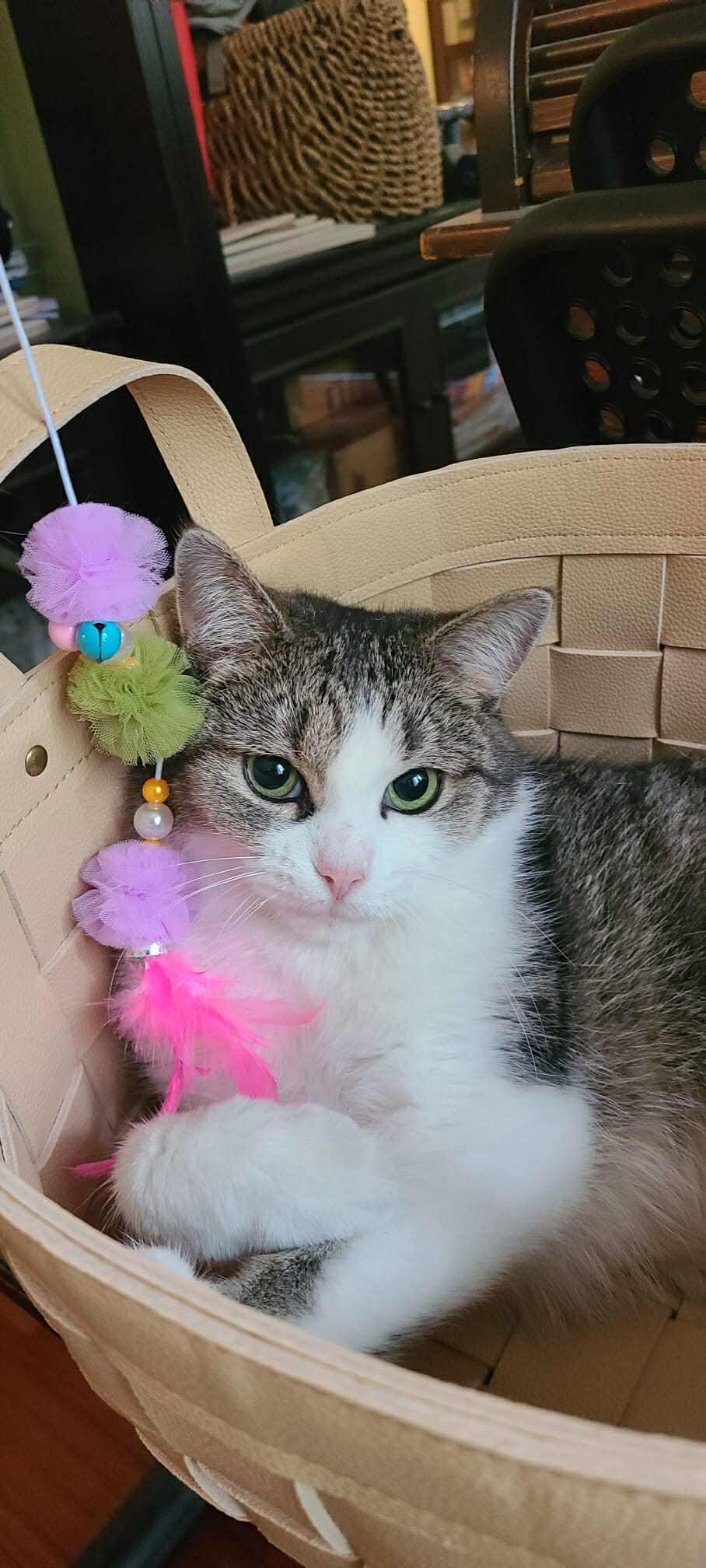 Coco, a Adoptable Domestic Short Hair in Terrebonne, QC image 3/6