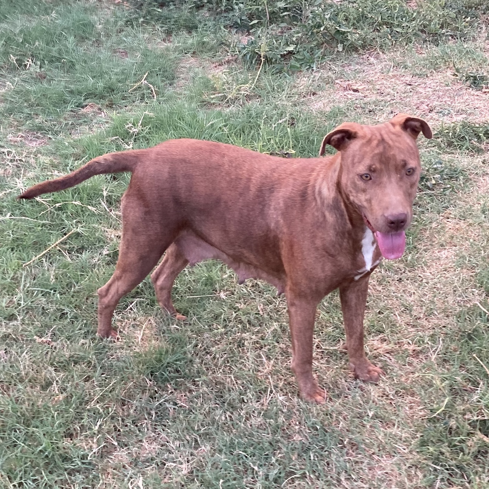 Harley Quinn, Adoptable, Adult Female Pit Bull Terrier & Labrador Retriever.