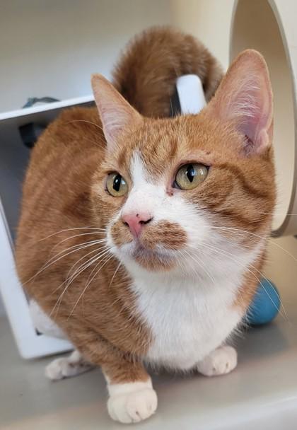 Enlarge Lily, a Adoptable mixed breed in Kalispell, MT image 2/3