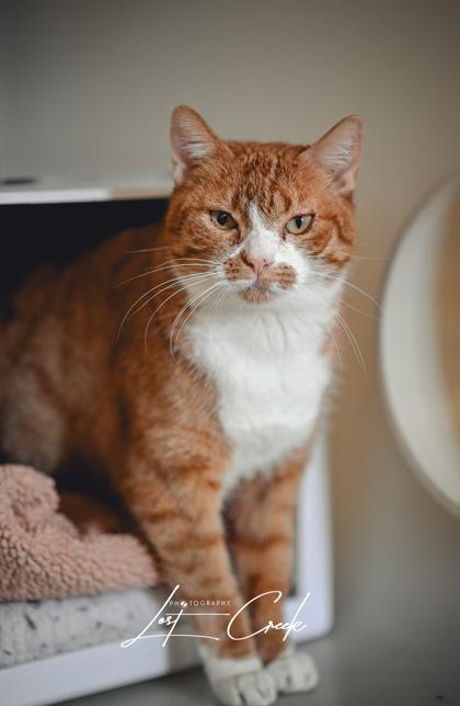 Enlarge Lily, a Adoptable mixed breed in Kalispell, MT image 3/3