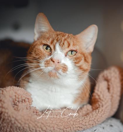 Enlarge Lily, a Adoptable mixed breed in Kalispell, MT image 3/3