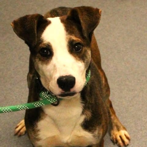 Enlarge 26-00413 ROCKY , a ADOPTABLE mixed breed in Fredericksburg, VA image 2/2