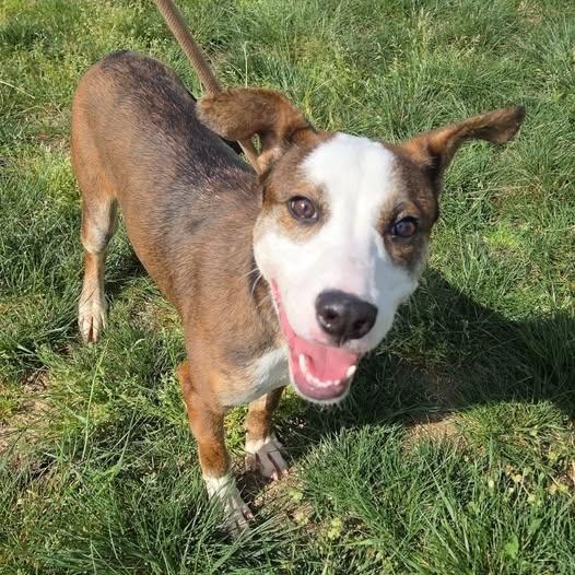 Enlarge 26-00413 ROCKY , a ADOPTABLE mixed breed in Fredericksburg, VA image 1/2