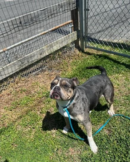 Enlarge Carissima , a ADOPTABLE English Bulldog in Clayton, NJ image 3/3
