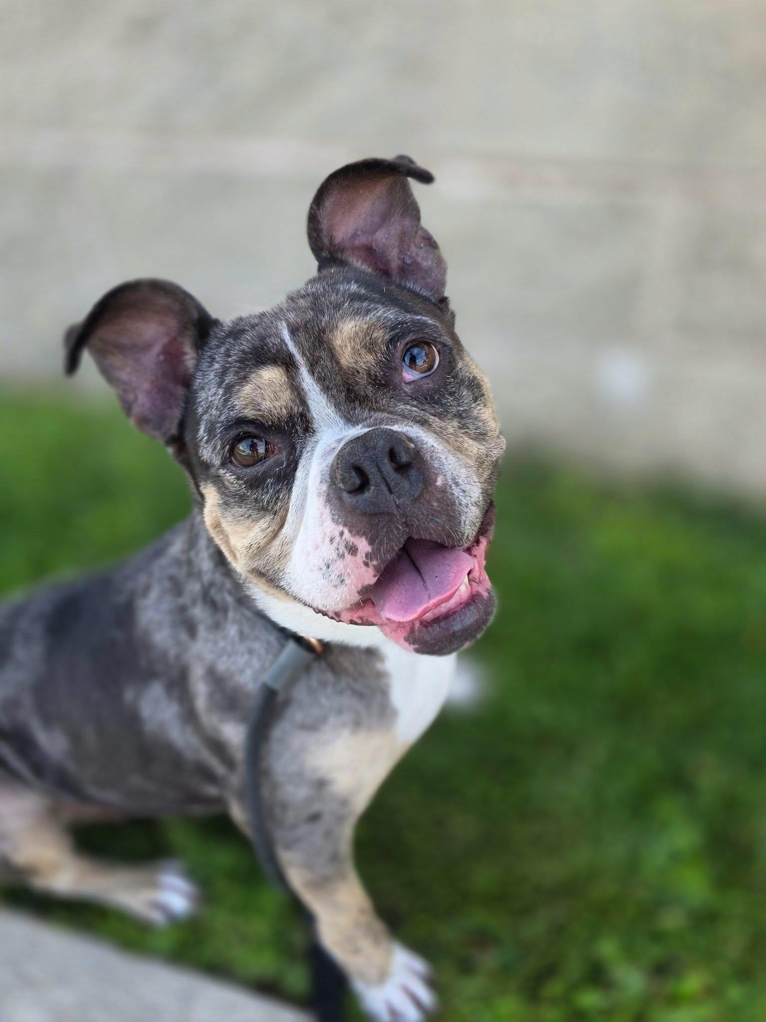 Enlarge Carissima , a Adoptable English Bulldog in Clayton, NJ image 2/4