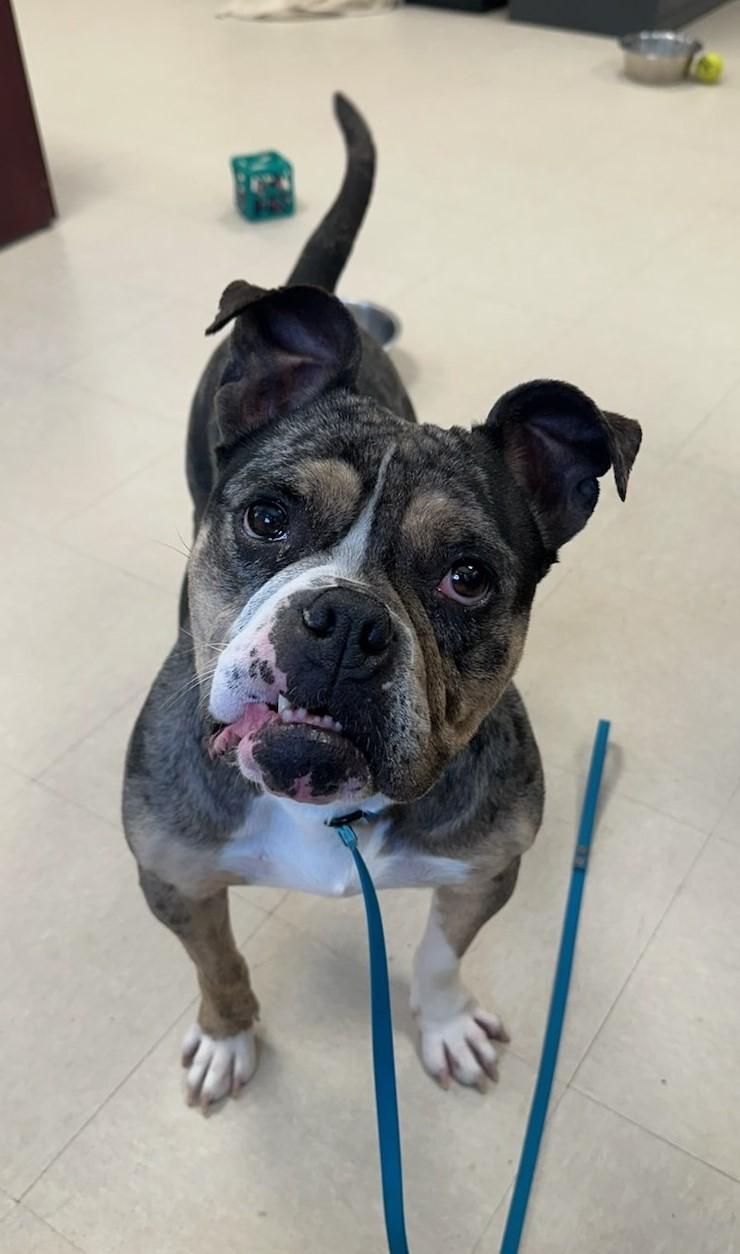 Enlarge Carissima , a ADOPTABLE English Bulldog in Clayton, NJ image 1/3