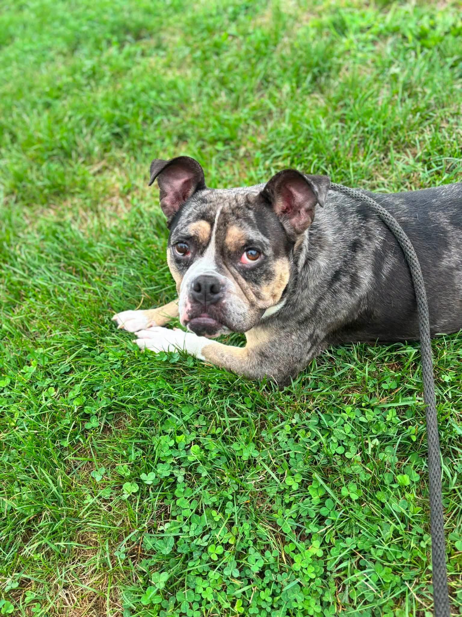 Enlarge Carissima , a Adoptable English Bulldog in Clayton, NJ image 3/4
