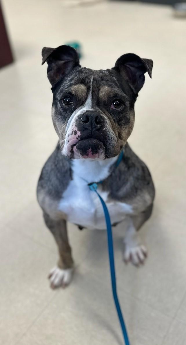 Enlarge Carissima , a ADOPTABLE English Bulldog in Clayton, NJ image 2/3
