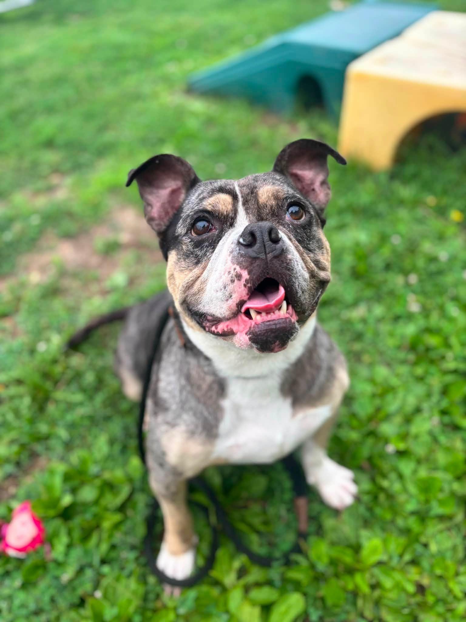 Carissima , Adoptable, Adult Female English Bulldog.