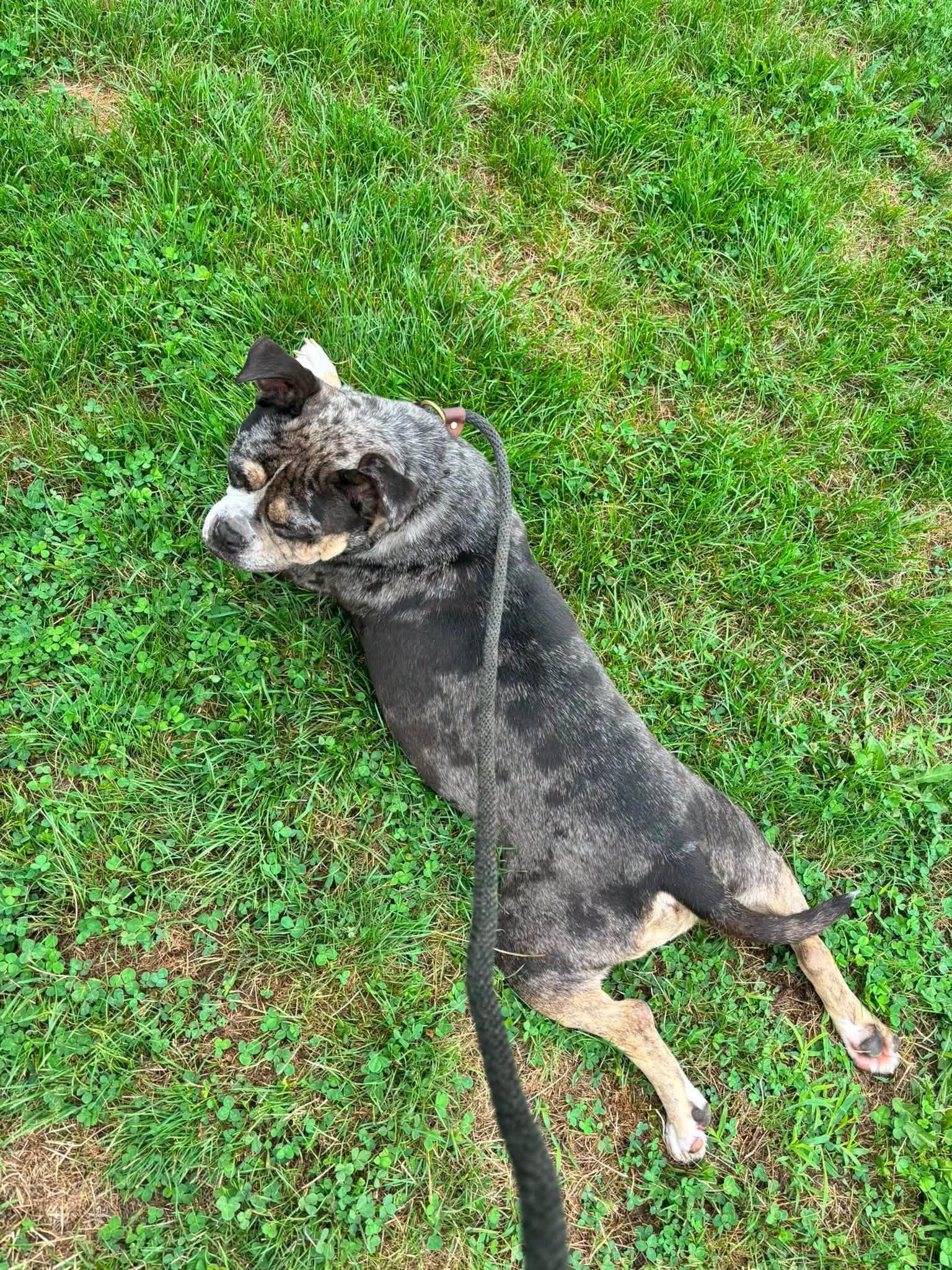 Enlarge Carissima , a Adoptable English Bulldog in Clayton, NJ image 4/4