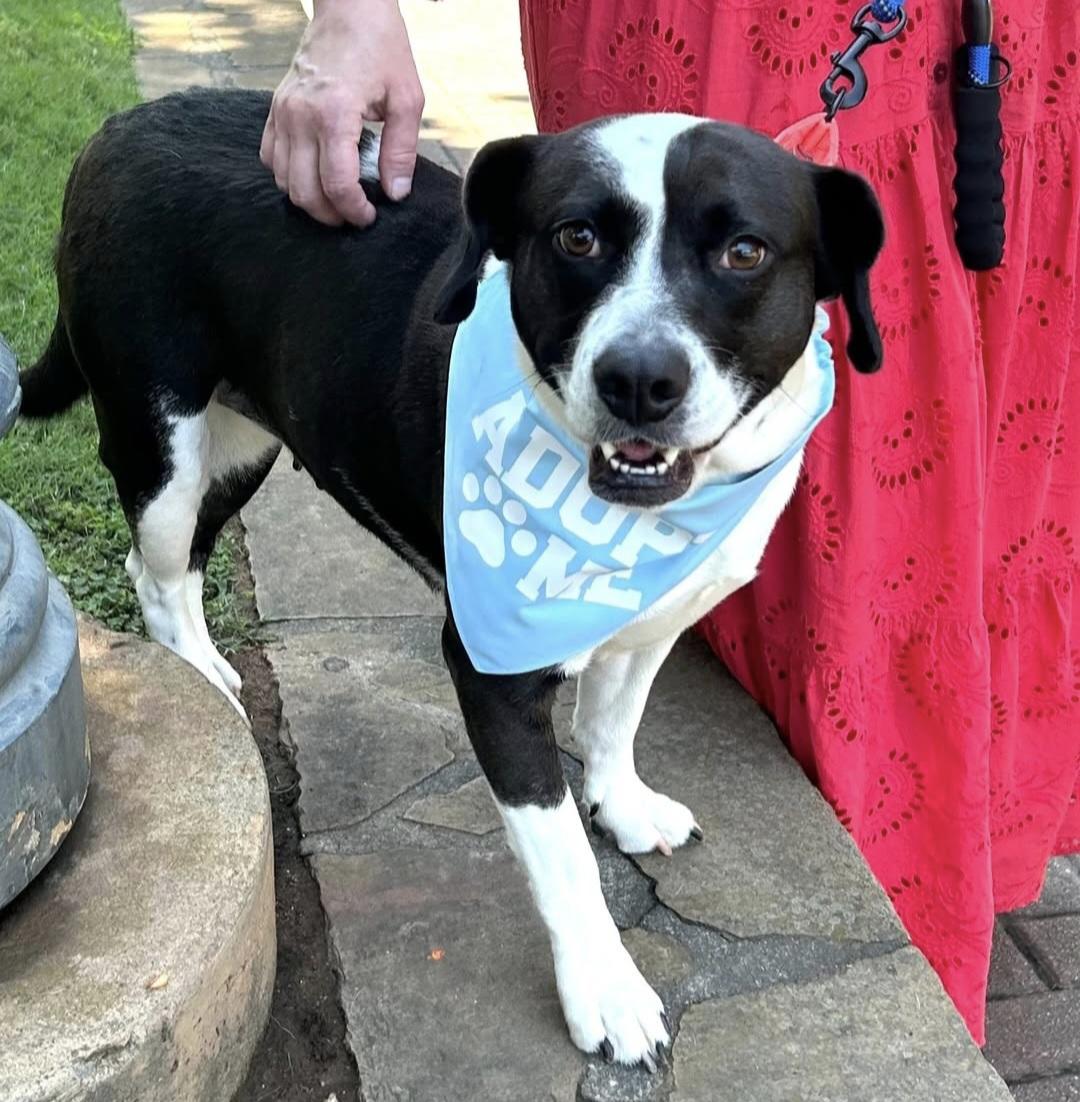 Enlarge Moo-Moo, an adopted Border Collie in Roswell, GA image 3/5