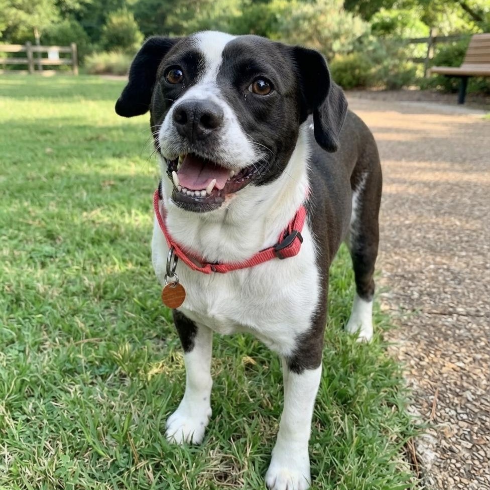 Enlarge Moo-Moo, an adopted Border Collie in Roswell, GA image 2/5