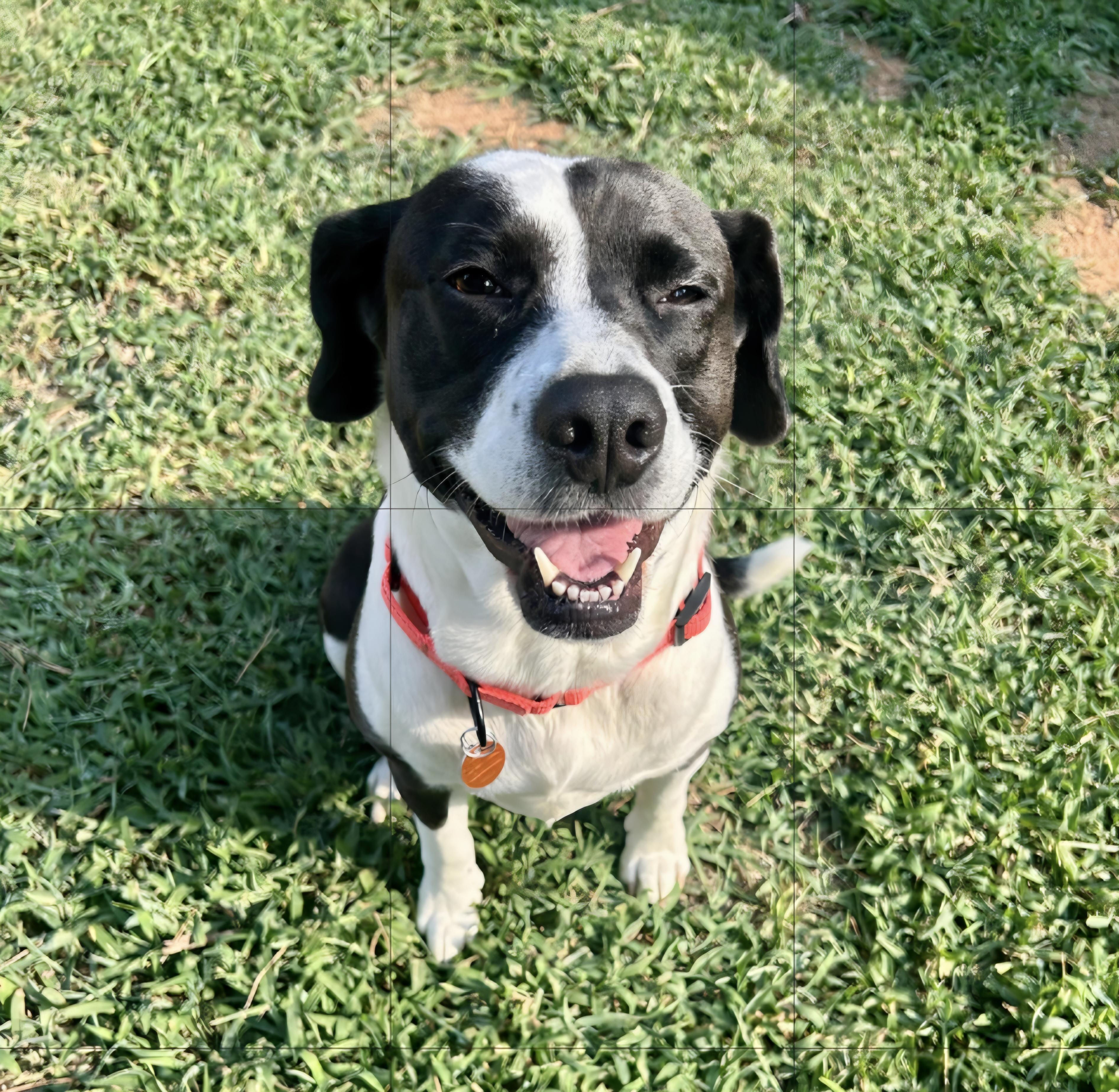 Enlarge Moo-Moo, an adopted Border Collie in Roswell, GA image 5/5