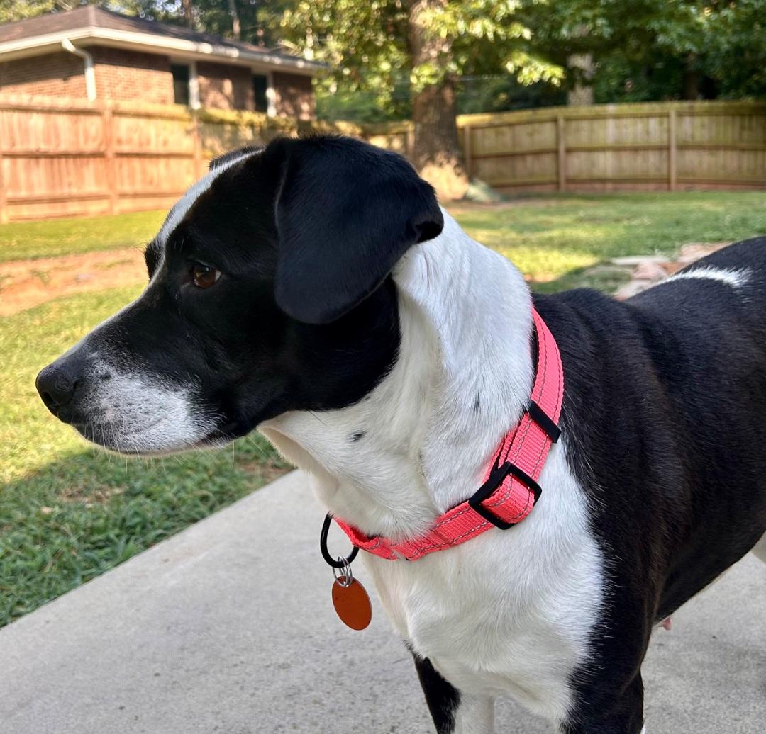 Enlarge Moo-Moo, an adopted Border Collie in Roswell, GA image 4/5