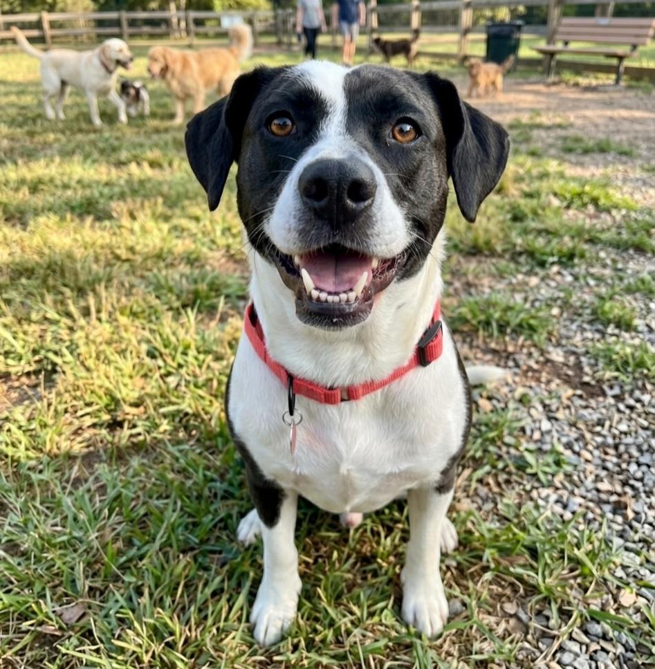 Enlarge Moo-Moo, an adopted Border Collie in Roswell, GA image 1/5