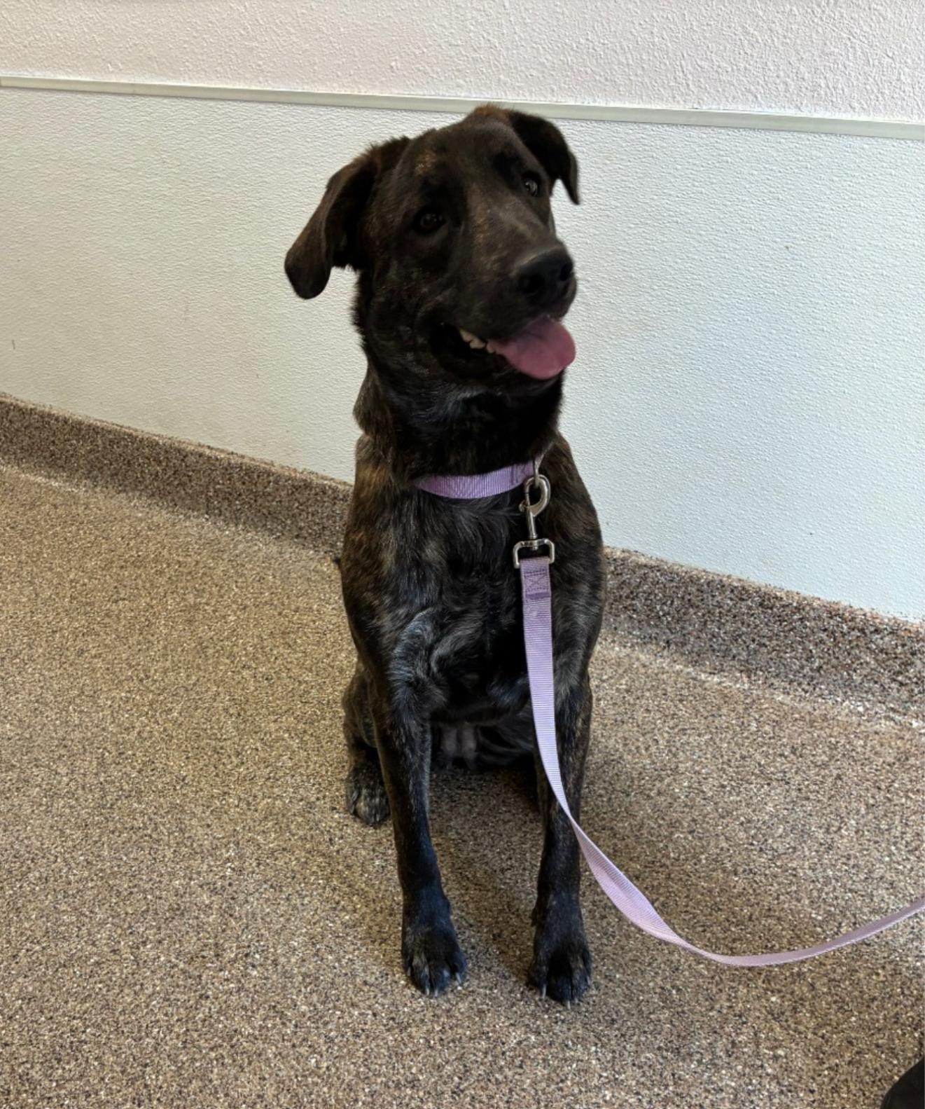 Enlarge Luna, a ADOPTABLE Mixed Breed in Fallon, NV image 1/2