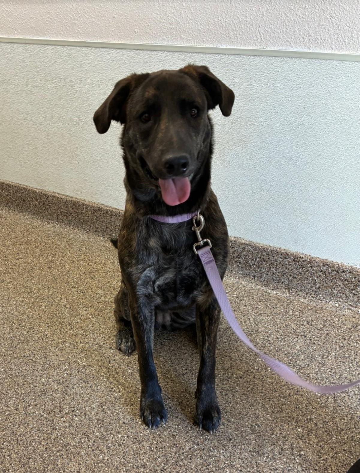 Enlarge Luna, a ADOPTABLE Mixed Breed in Fallon, NV image 2/2