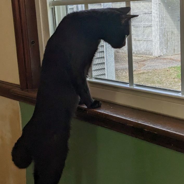 Enlarge Rose, a Adopted Domestic Short Hair in East Greenwich, RI image 1/6