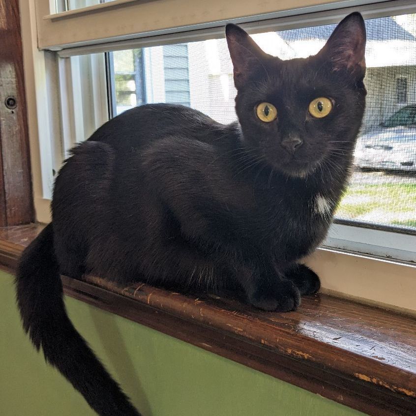 Enlarge Rose, a Adopted Domestic Short Hair in East Greenwich, RI image 2/6