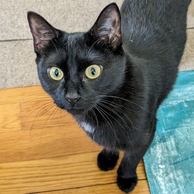 Enlarge Rose, a Adopted Domestic Short Hair in East Greenwich, RI image 3/6