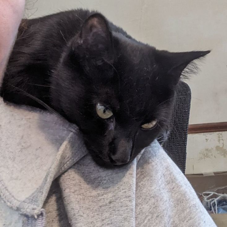 Enlarge Rose, a Adopted Domestic Short Hair in East Greenwich, RI image 4/6